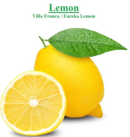 鲜食果蔬 · 柠檬